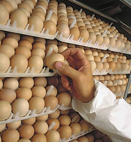 Careers at Sanderson Farms